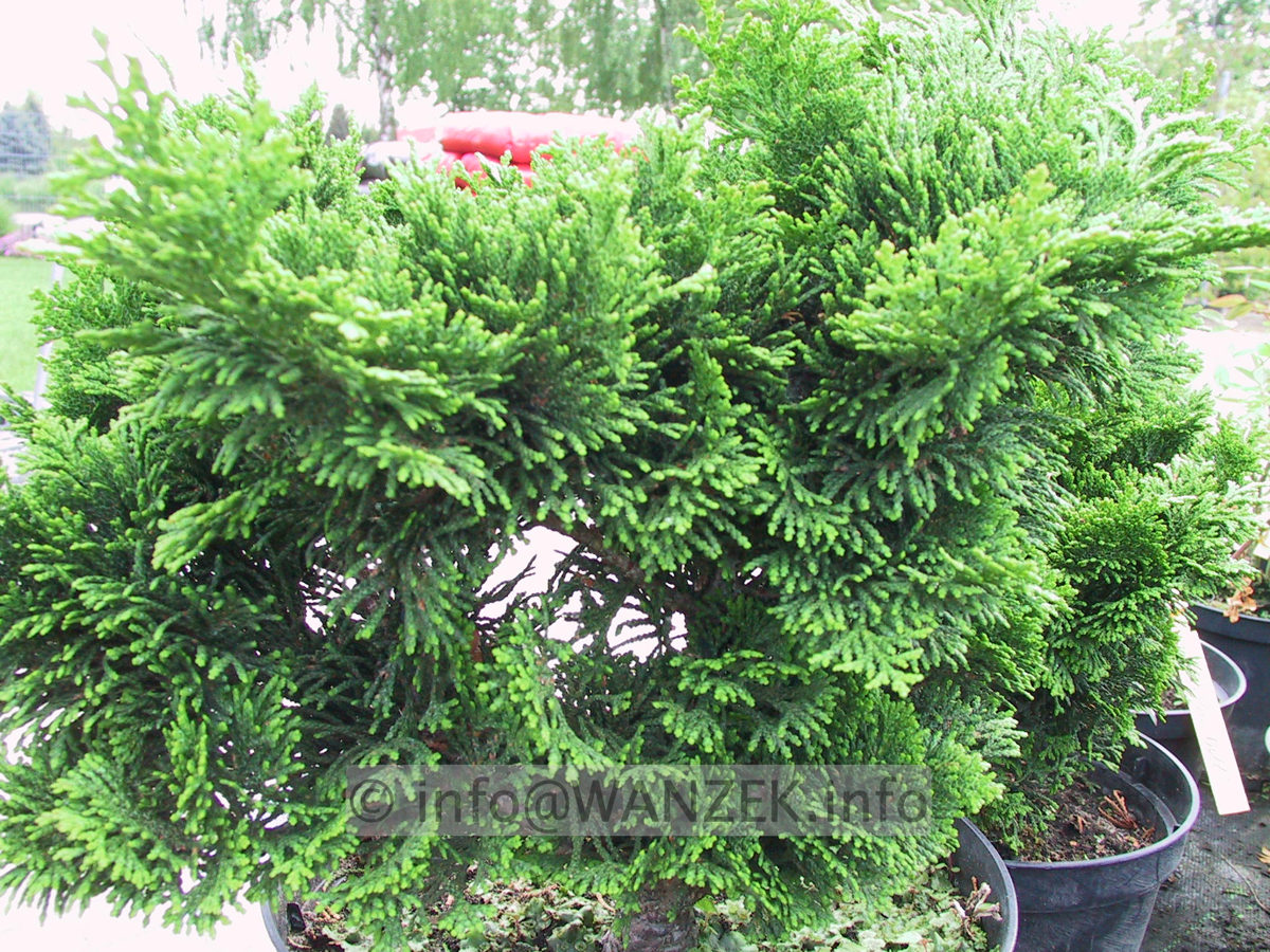 Chamaecyparis obtusa Nana Gracilis 01.JPG
